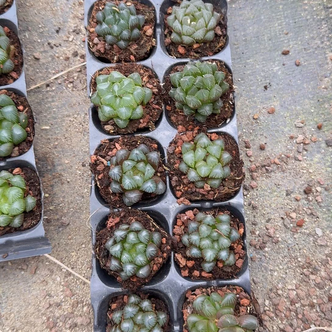 直播福利一物一拍102