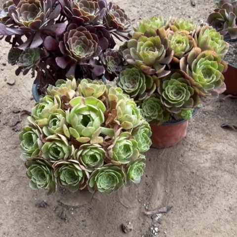 194多肉植物组合，