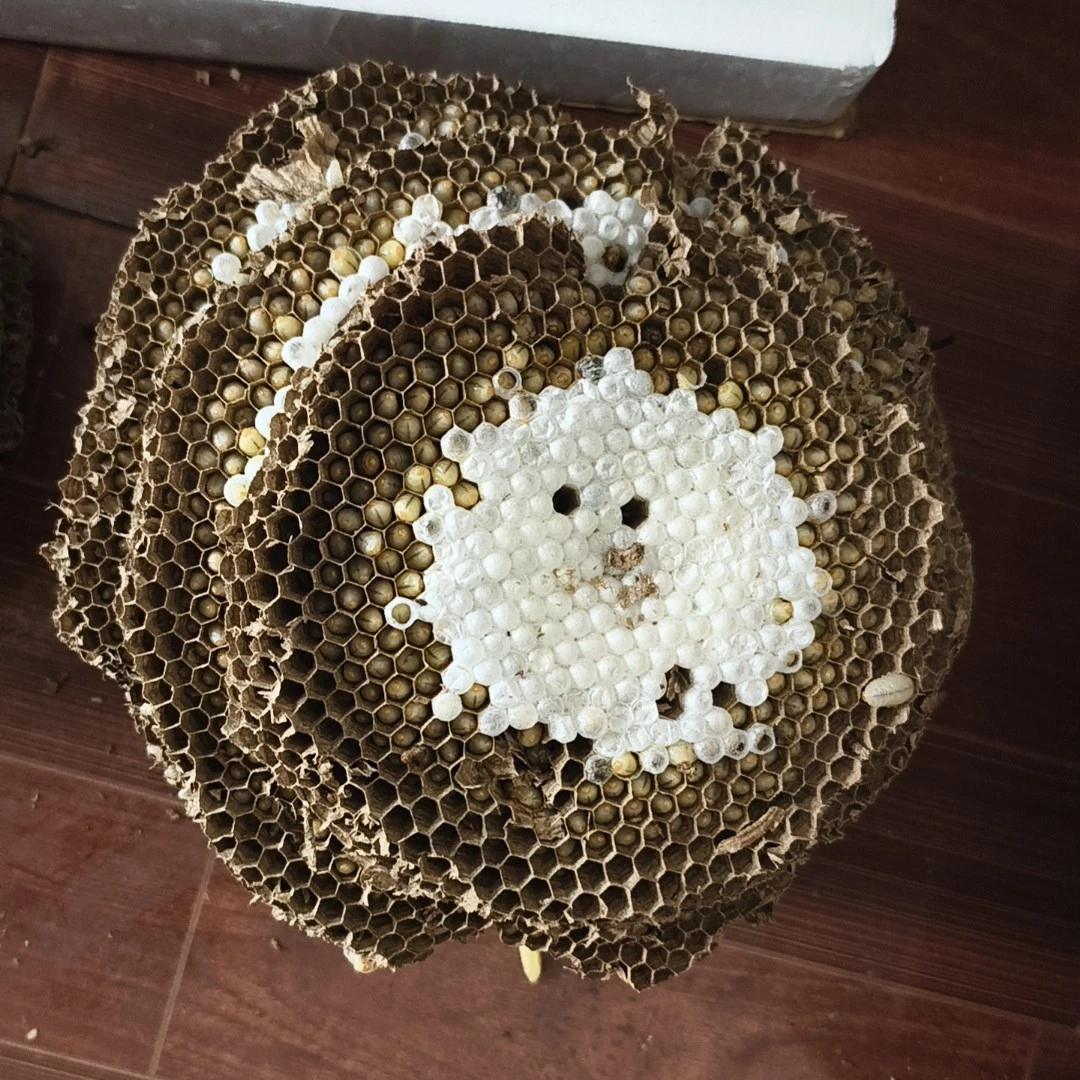 一窝一拍  树蜂