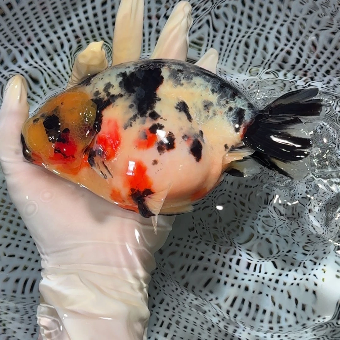 金鱼大种高货兰寿