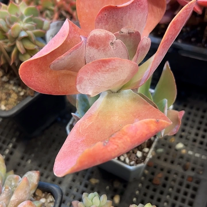 幸运的是我还在等着