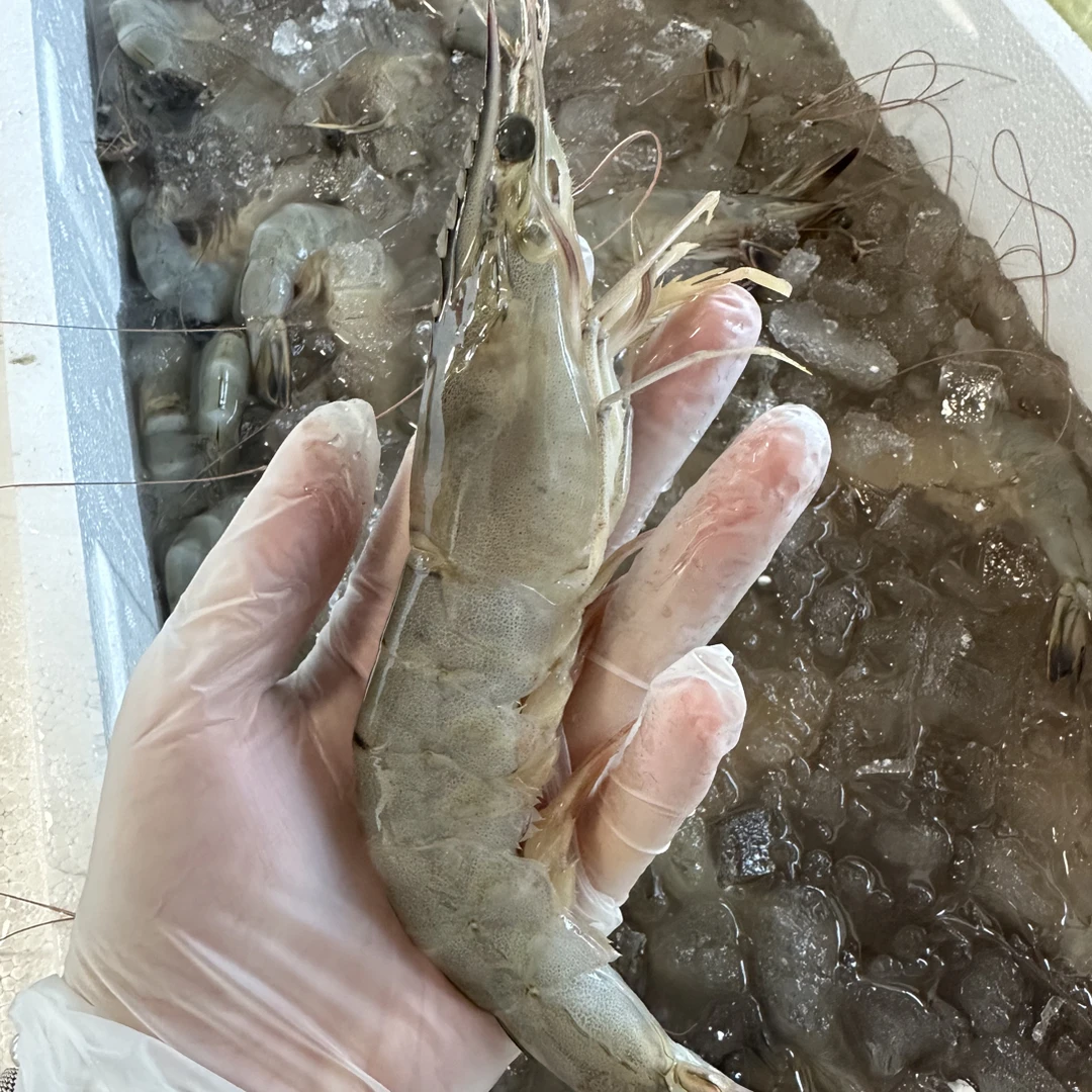 正宗渤海湾对虾  野生海捕石岛对虾 7-8只/斤 二斤 顺丰包邮