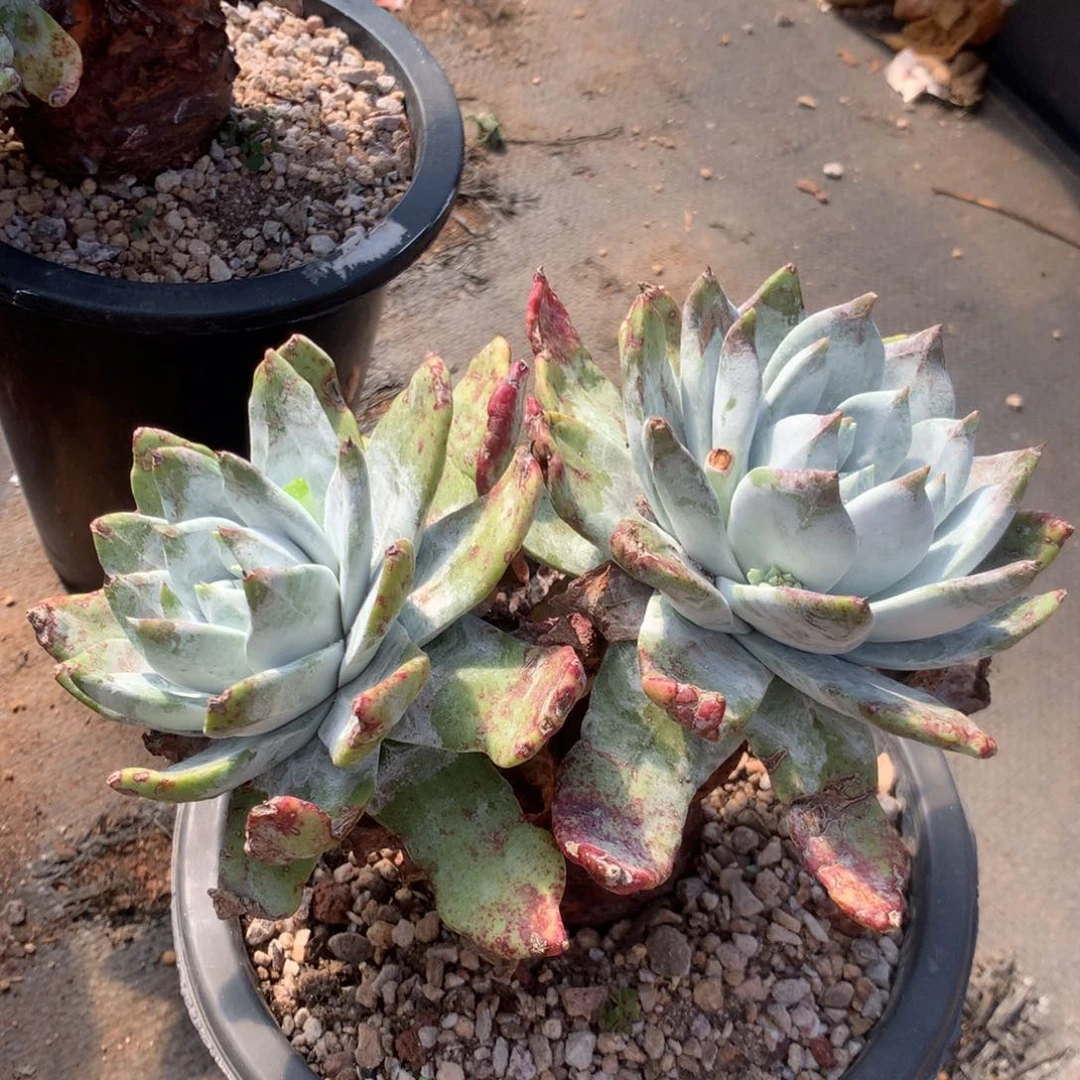 甜****y塞丽娜，2月8日发货多肉