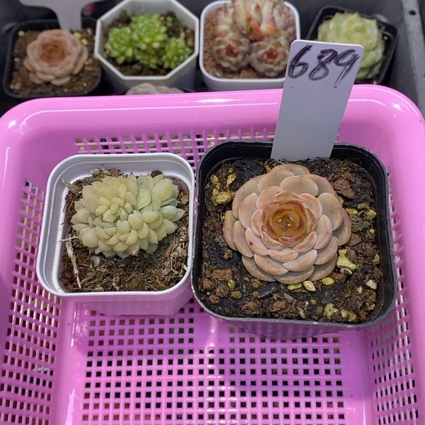 【闪购商品】小*689两颗多肉