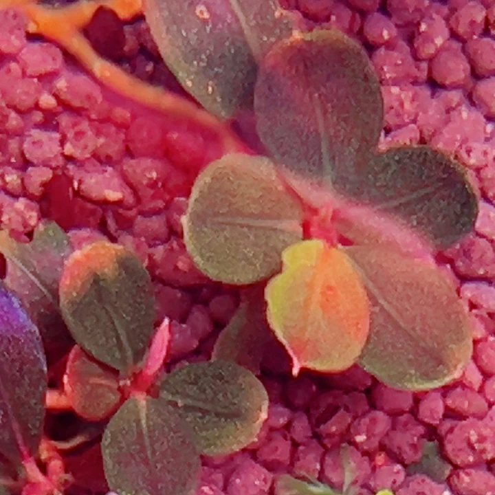无花朵福利辣椒榕厚海