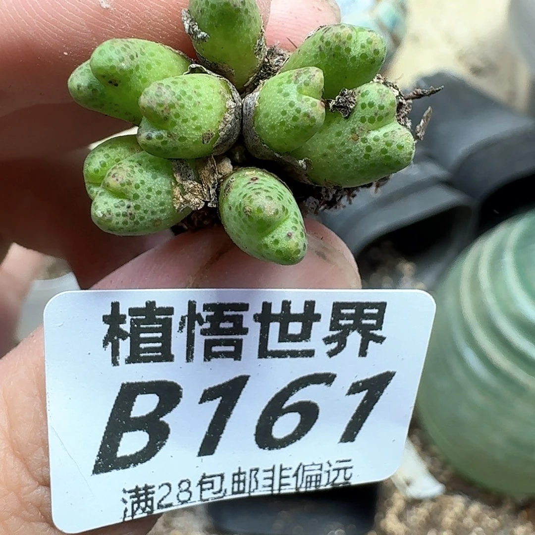 多肉植物的人生fgbb