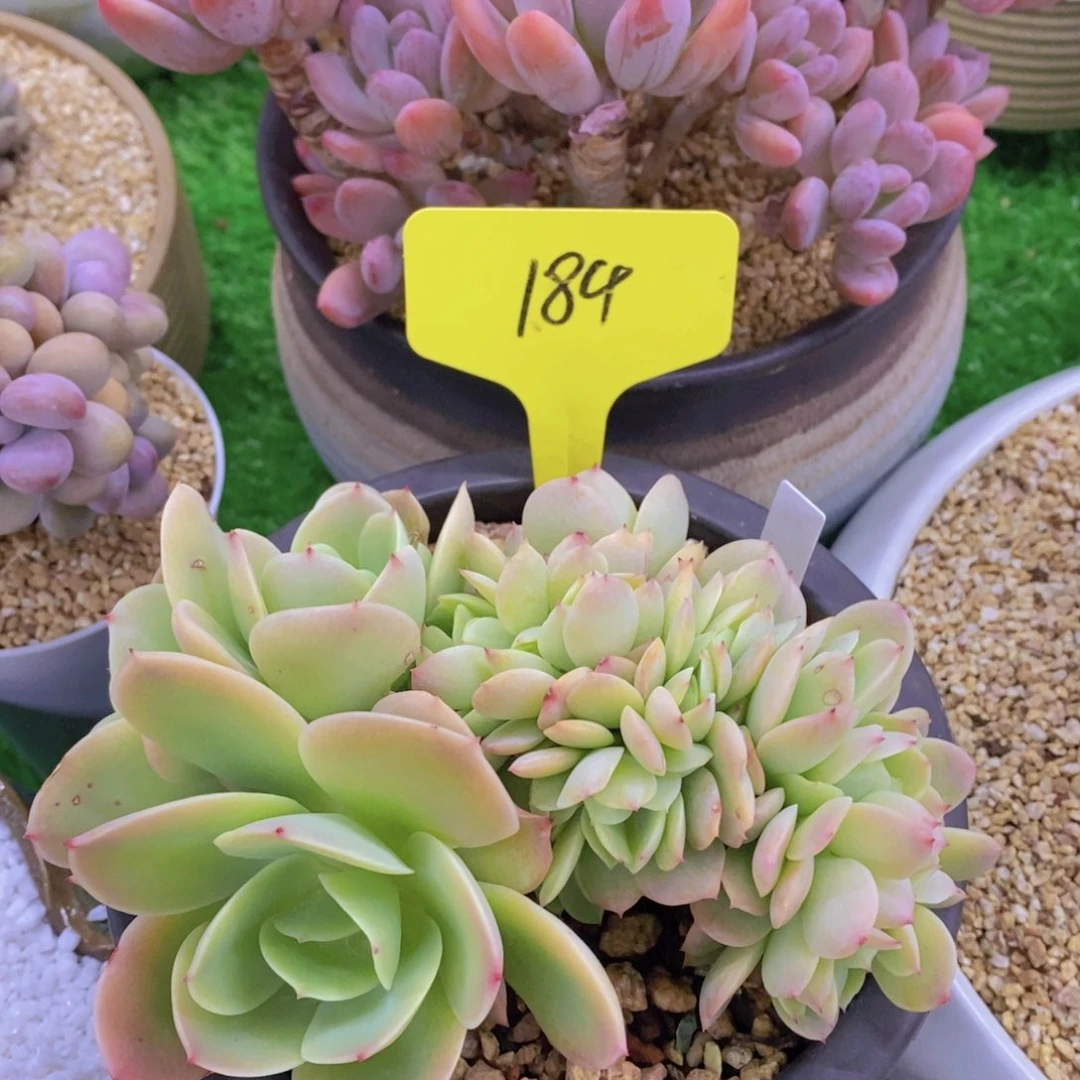 多肉植物，开心多肉