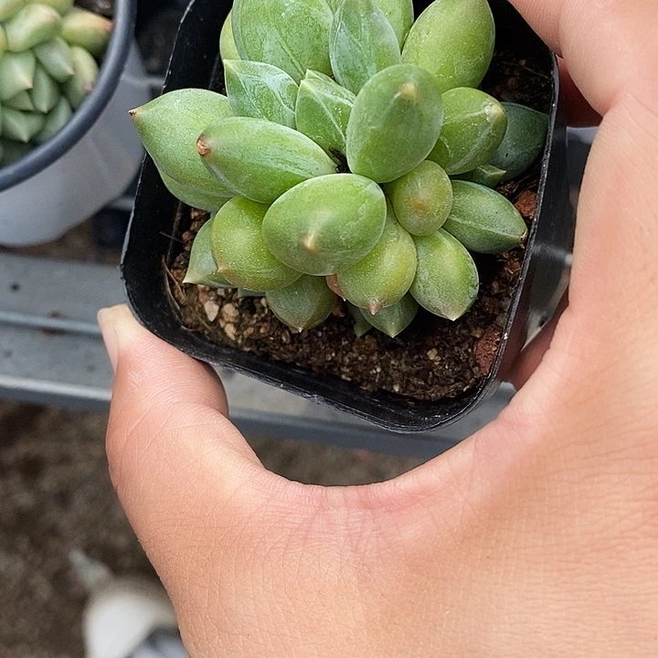 星空美人46899@m m l p p