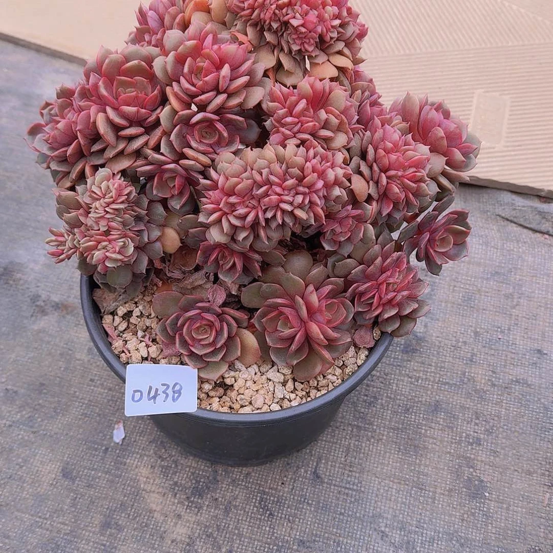 梅*0438大红袍多肉