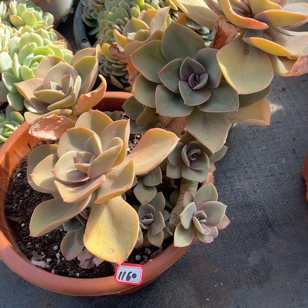 1160贺氏 一物一拍多肉