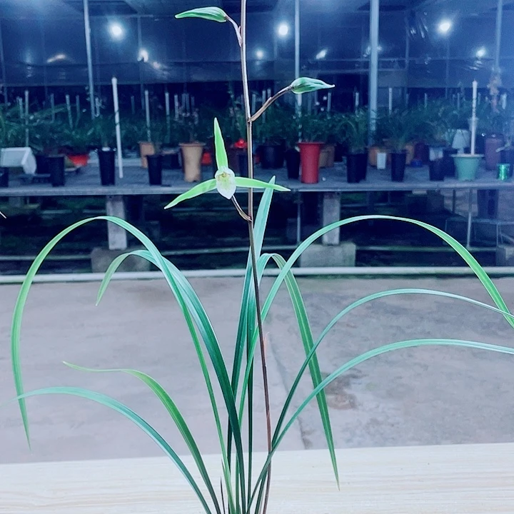 完全开放细叶寒兰带花一盆竞拍