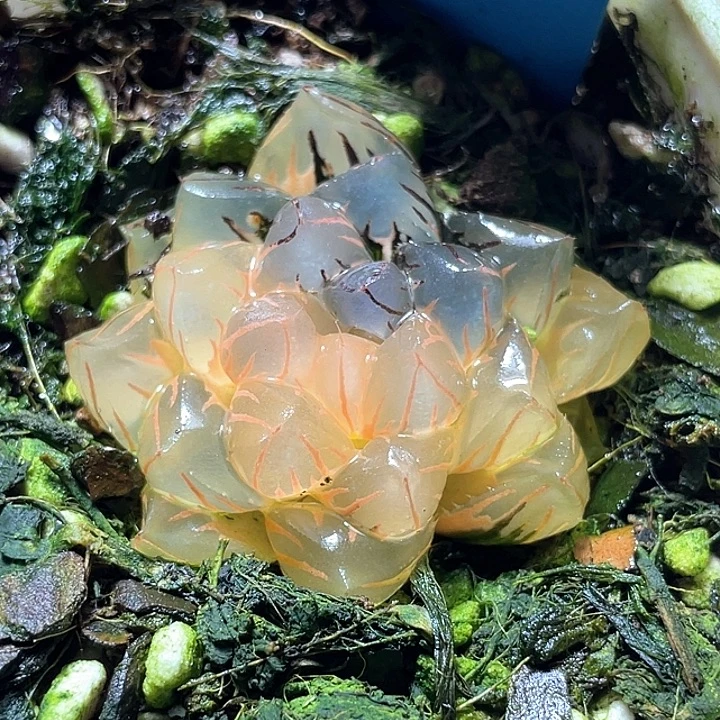 501糊斑水中月锦特选福利