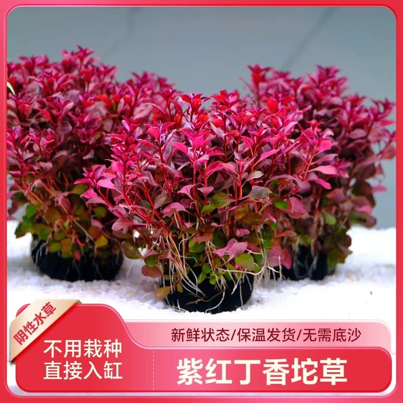 火焰丁香|紫红丁香 红色阴性新手水草 无需底沙