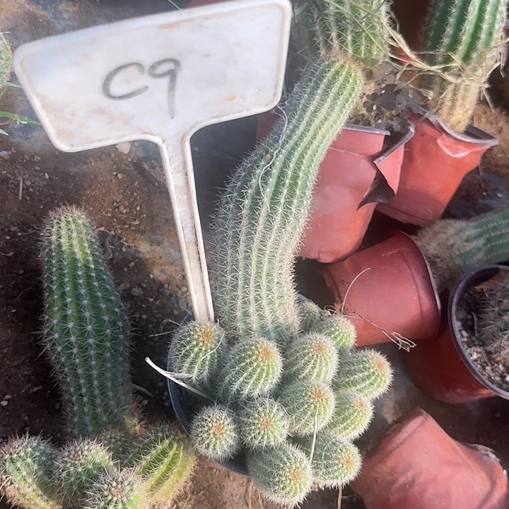 迟***婆C9毛花柱实生的30的毛花柱