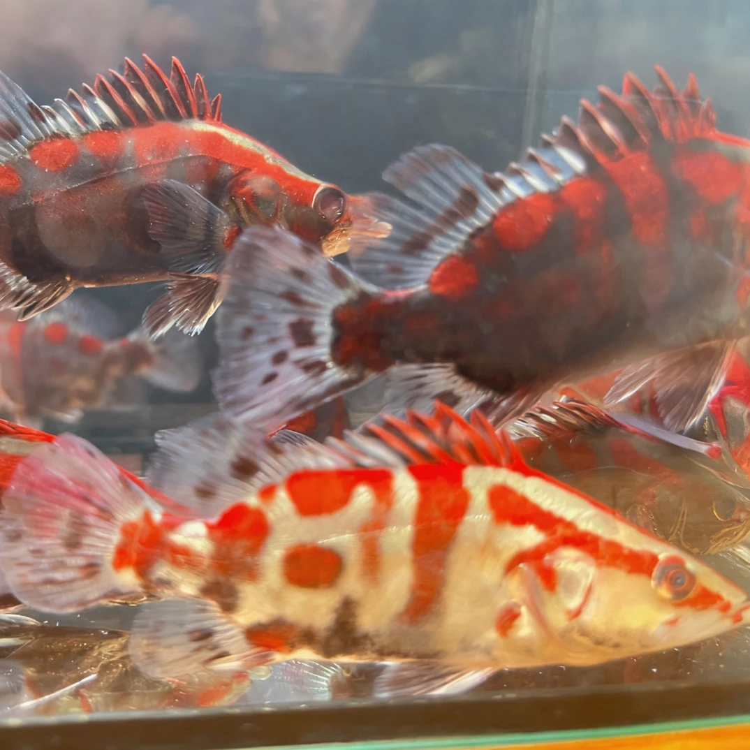 红纹鳜饲料鳜鱼红纹可吃小鱼观赏鱼冷水凶猛宠物鱼适合水族养殖