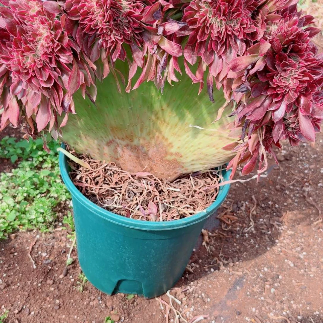 我757 号多肉清货不支持退货