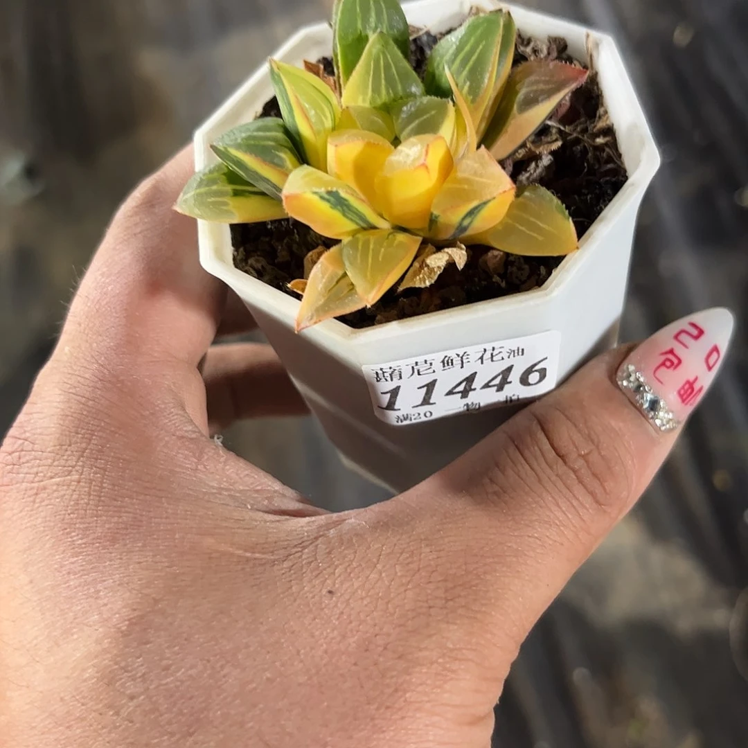 莫*11446一物一拍单头发货