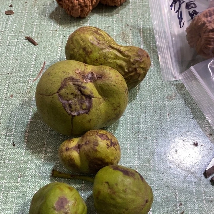 把件文玩核桃胖*福利