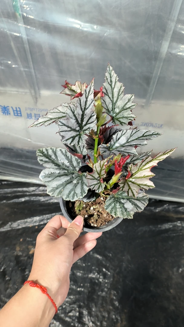 秋海棠  一物一拍 不包售后