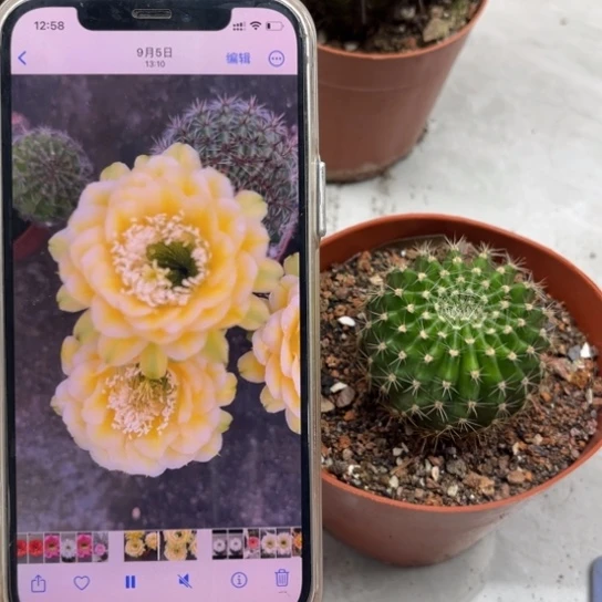 彩草绿黄白5公分左右带根