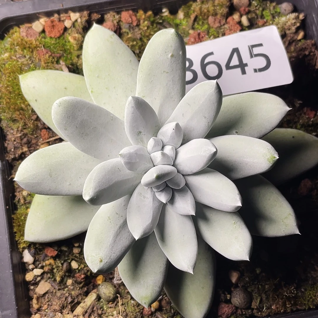 花朵红拇指双头3645量排