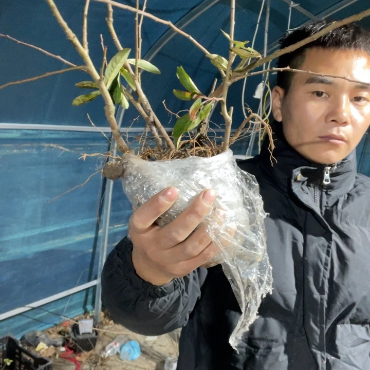 翠晃海棠花一颗苗