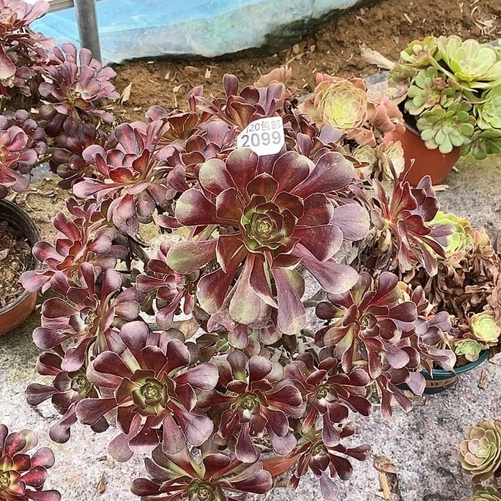 2099 一颗法师多肉