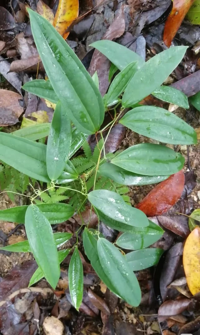 粤北新鲜土茯苓.