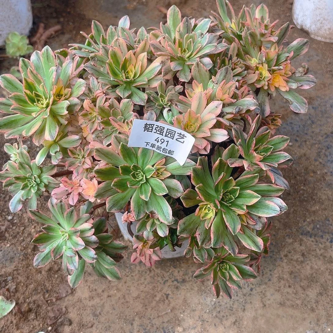 甜茶多肉植物老庄491