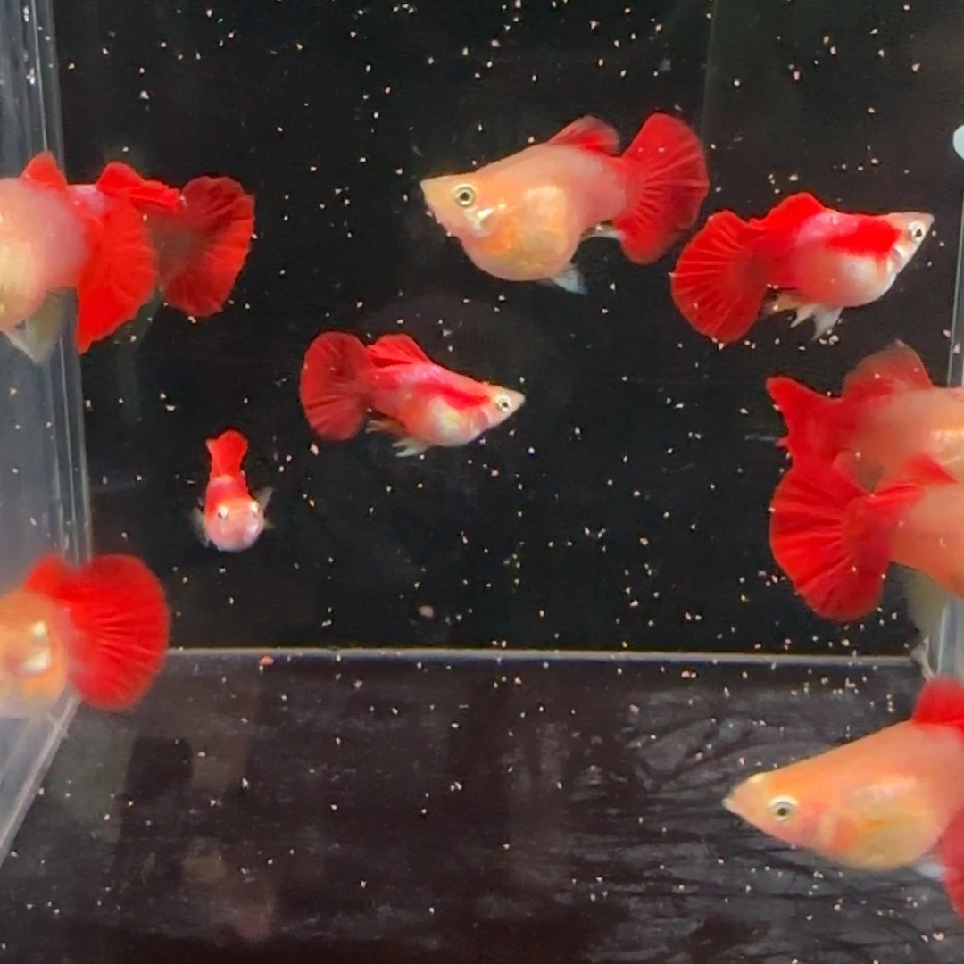 孔雀鱼黄豹球12条