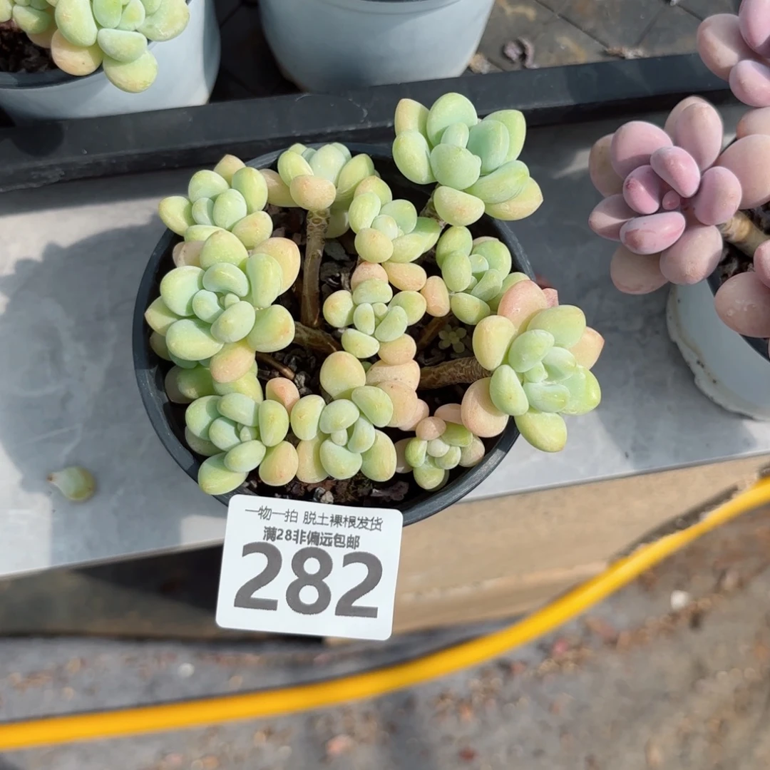 奶白糖老桩无盆土发货