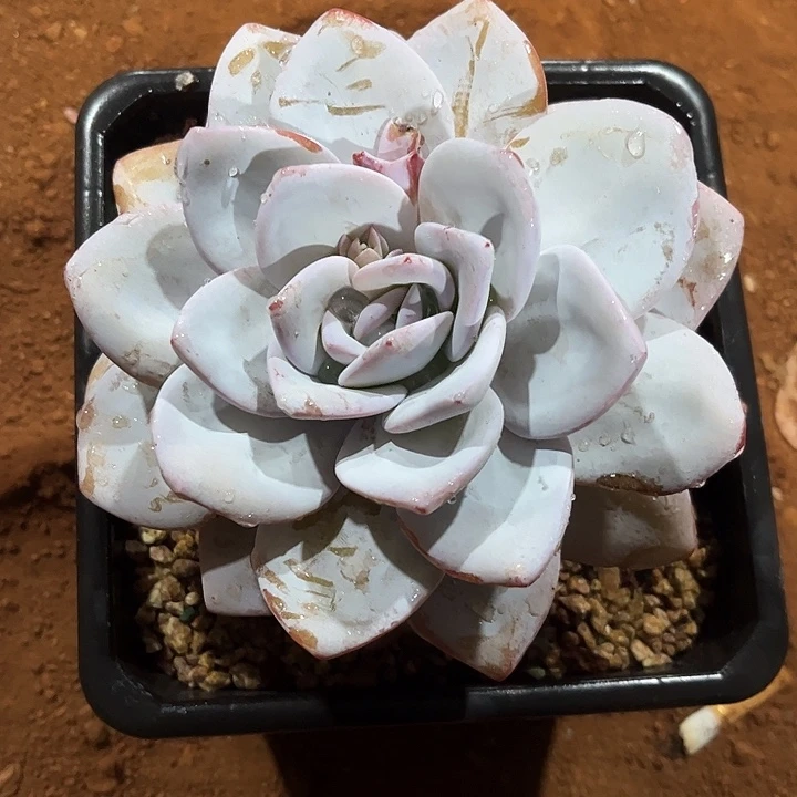 阿拉我是我第一次见到这个