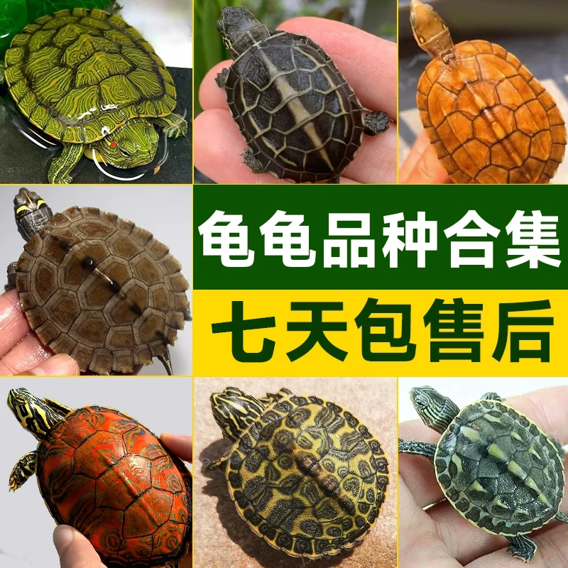【直播挑龟，收货拍开箱视频，包活7天】火焰龟南石龟石金钱龟西杂锦