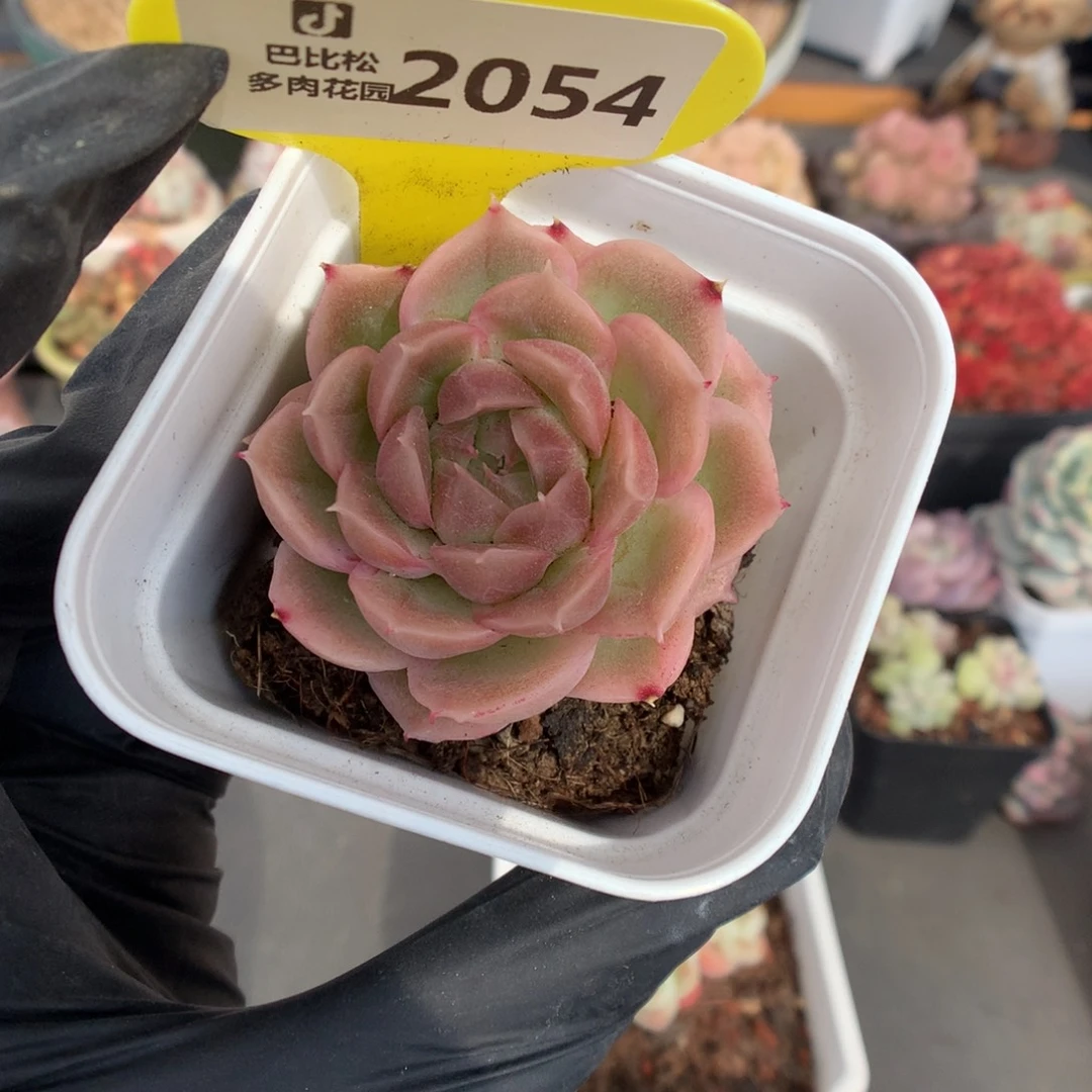 2054 水晶虾饺多肉多肉