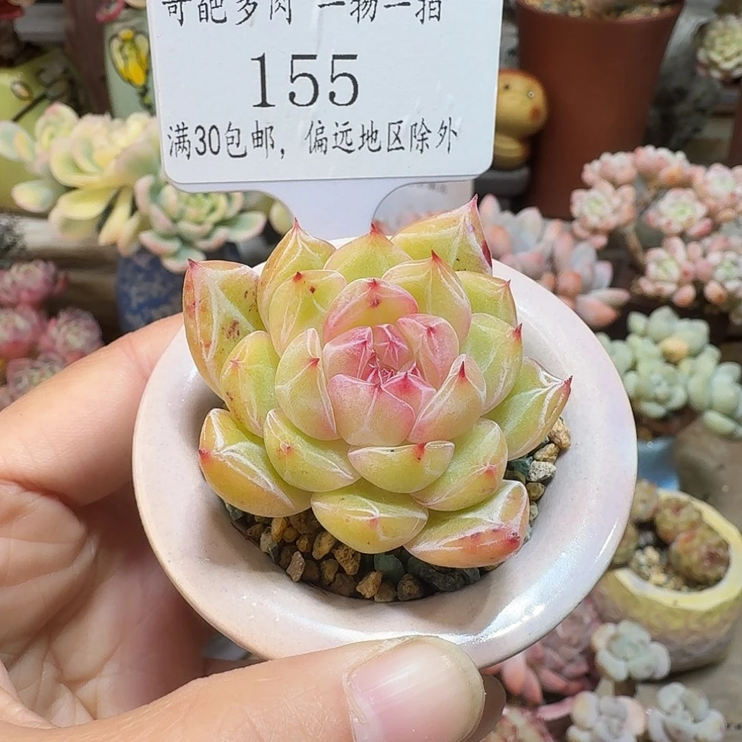 155 多肉含盆土30元包邮除偏远