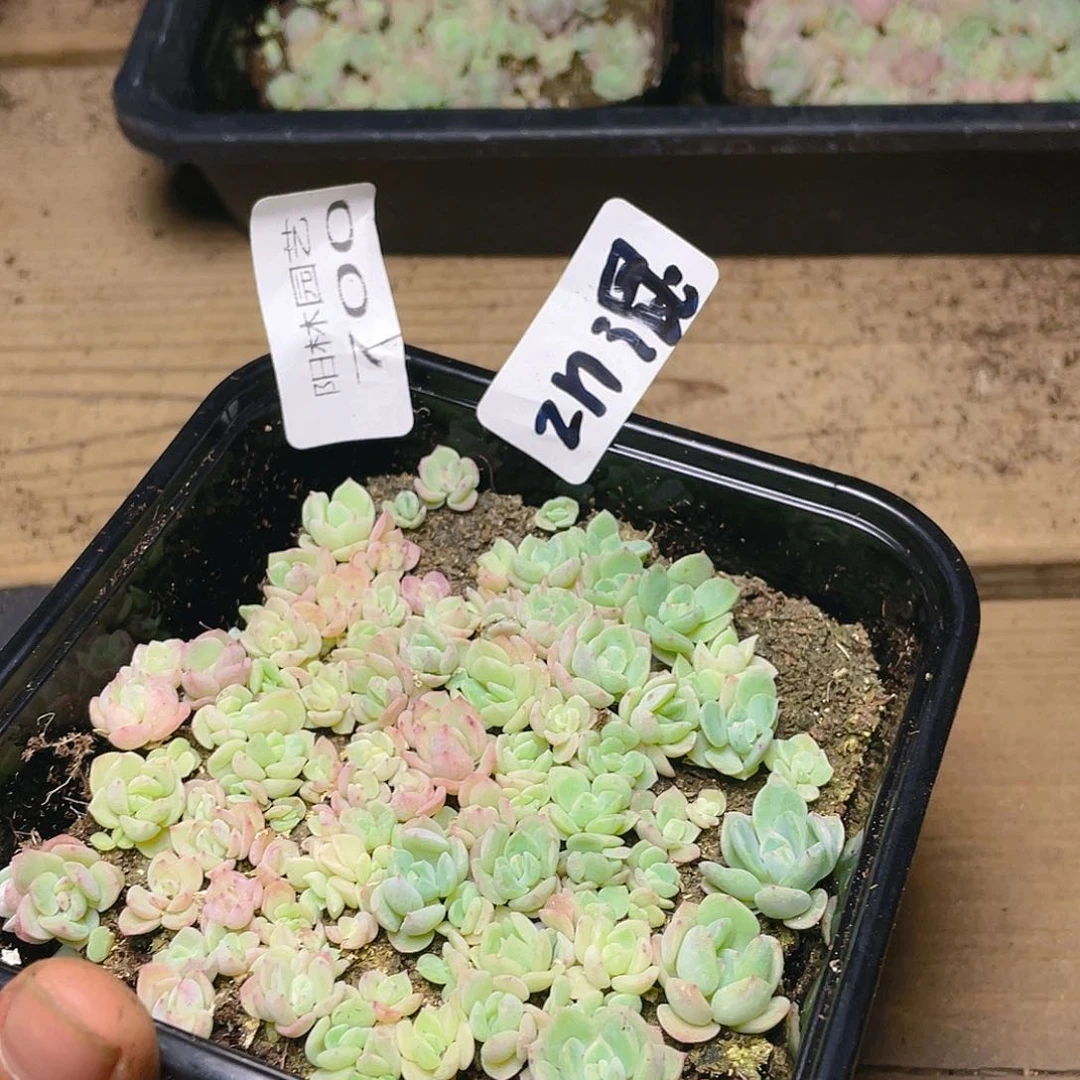 量拍多肉植物多肉植物700