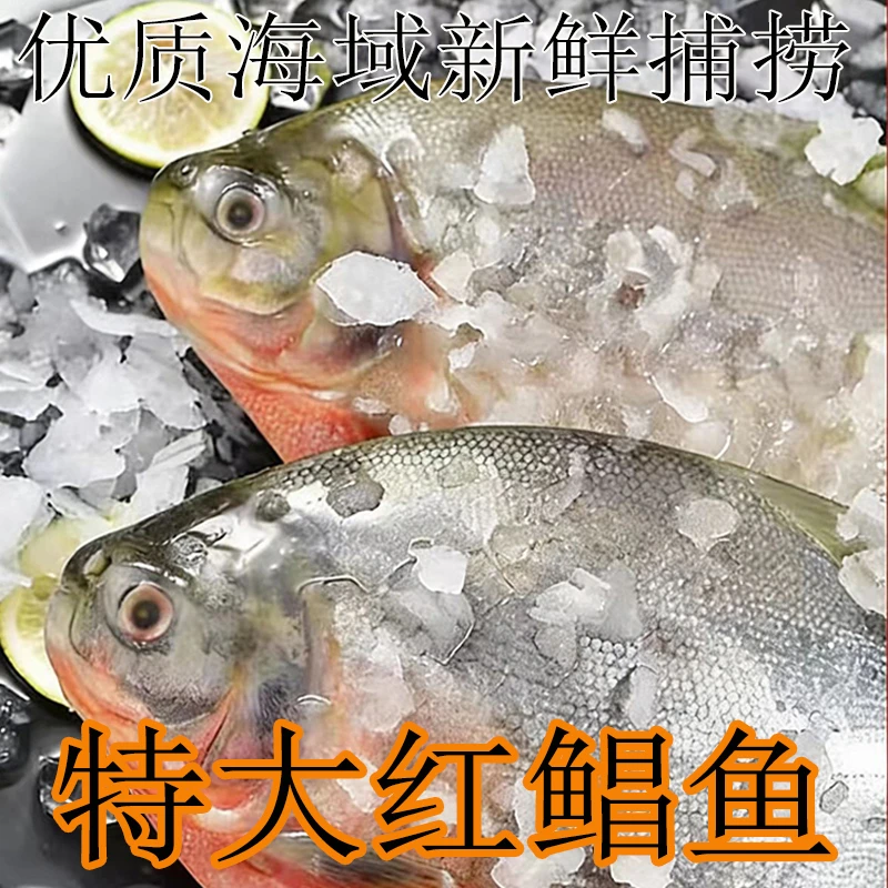 正宗特大红鲳鱼新鲜整箱鲜活冷冻平鱼速冻镜鱼批发整条鲳鱼