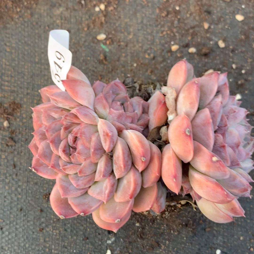 549杂交精品基地10厘米