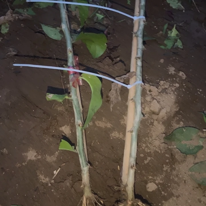 磕***虫2棵七分枝树形叶仙