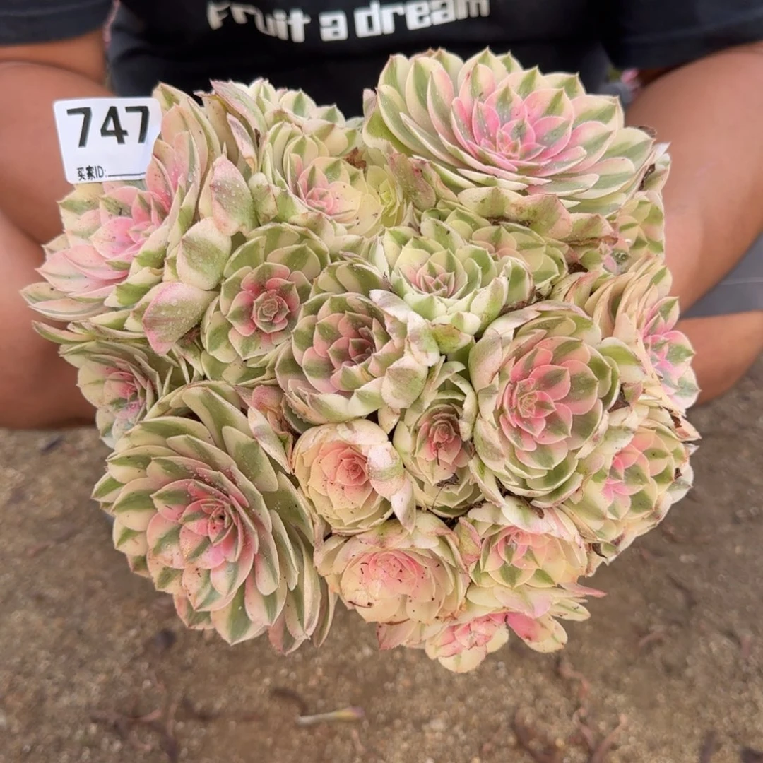 ?**煜747倾城多肉植物