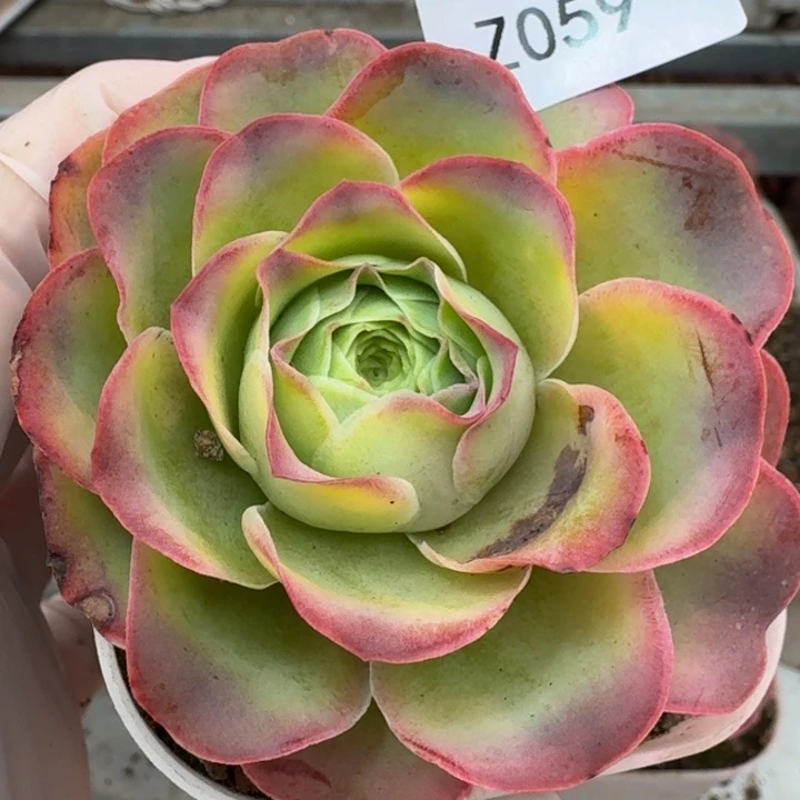 朱059。 不知名包子群