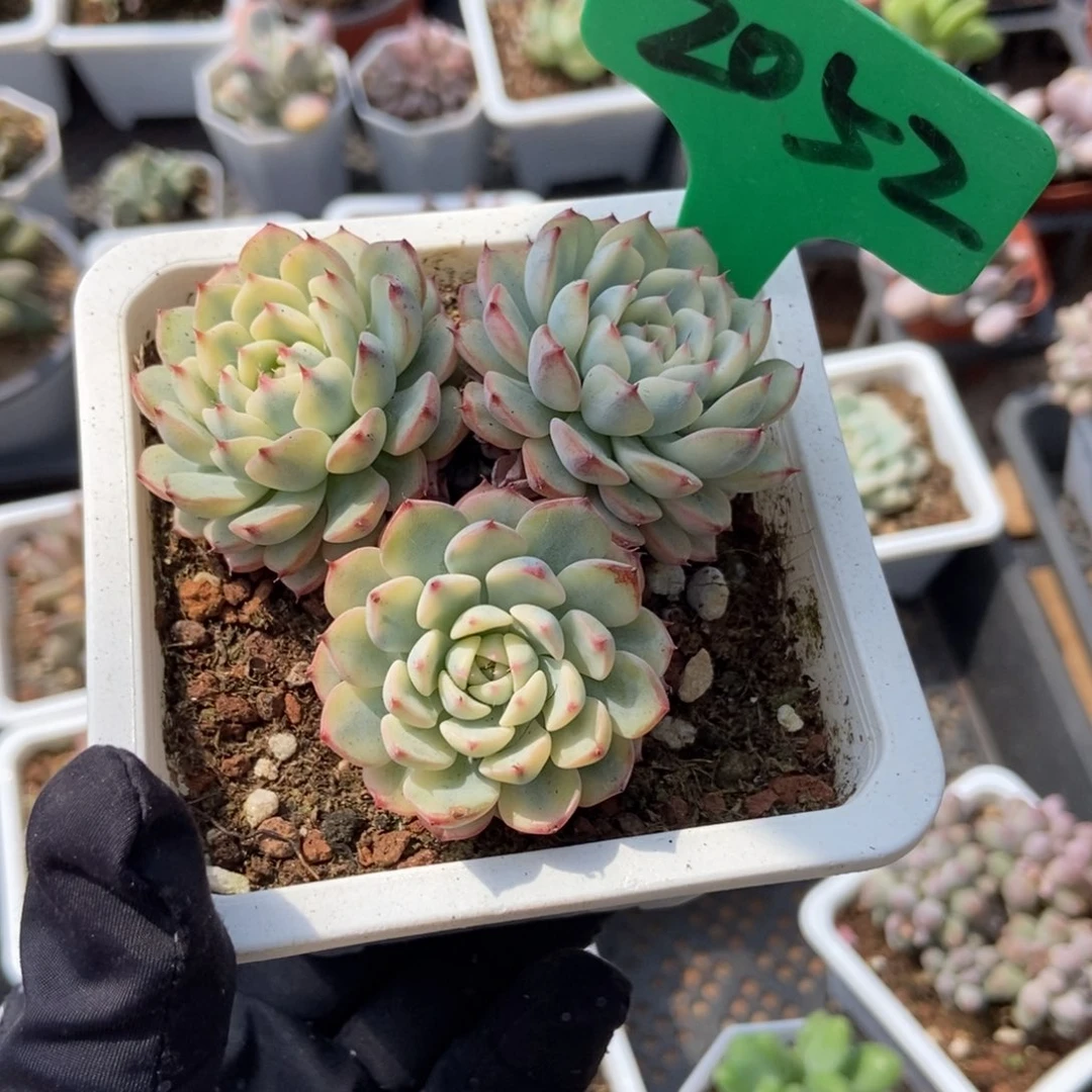 2052忌廉锦多肉植物保护