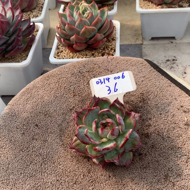 Y*0314006惊鸿宽叶外翻。尺寸8。多肉植物