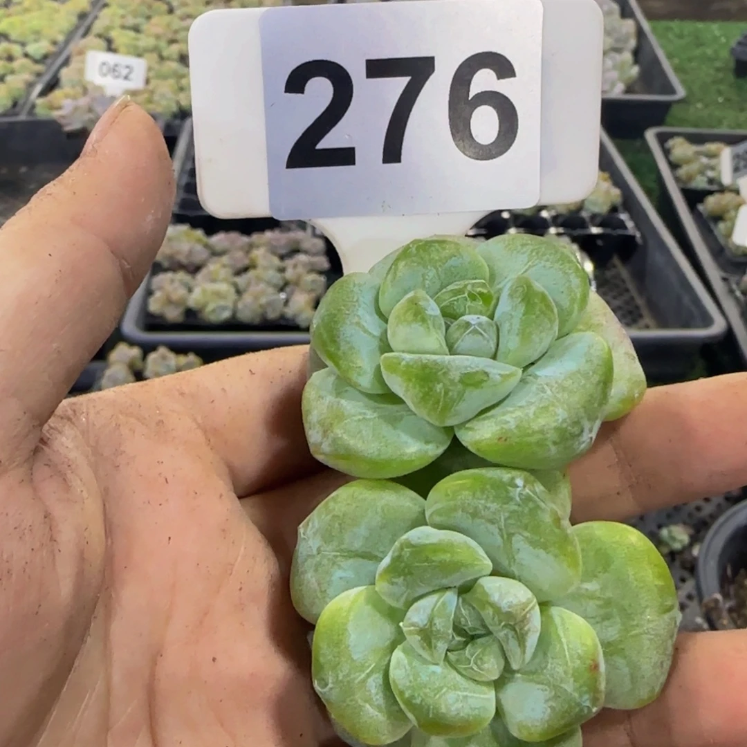 L***L276 号一物一拍特价福利