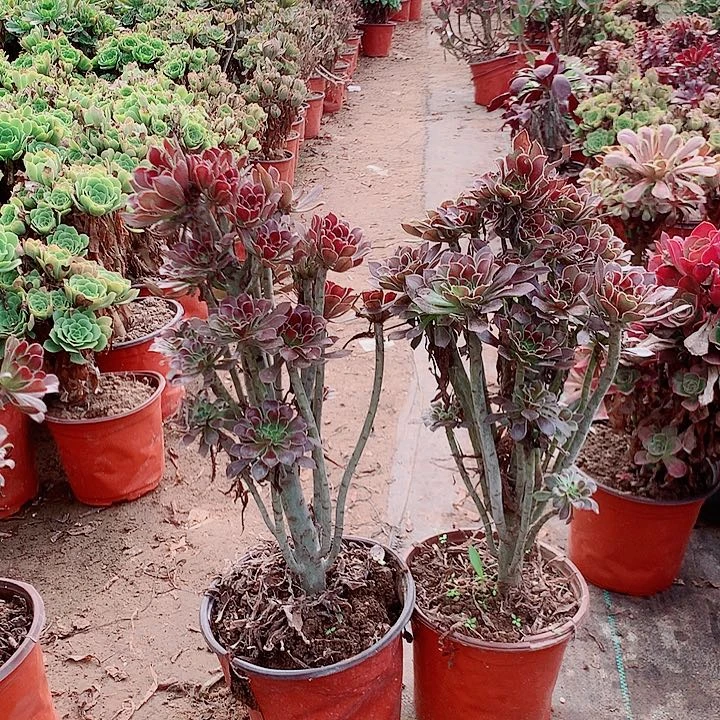 慢***茶灰法师多肉植物法师72号