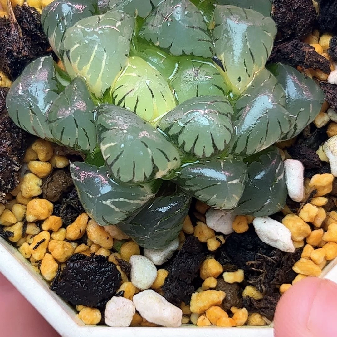 冰灯锦十二卷多肉植物