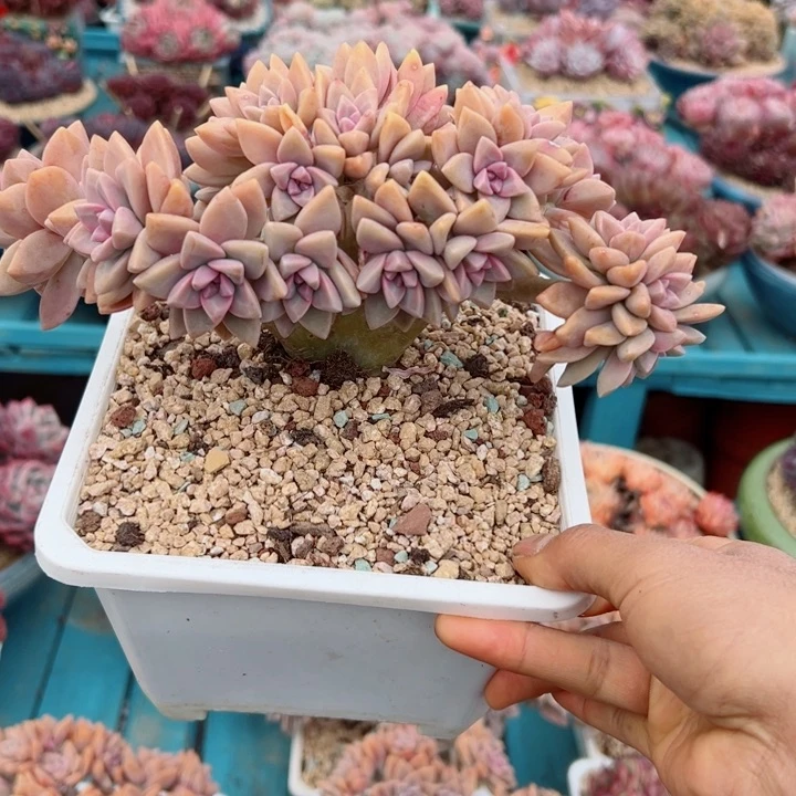 精品多肉植物老桩