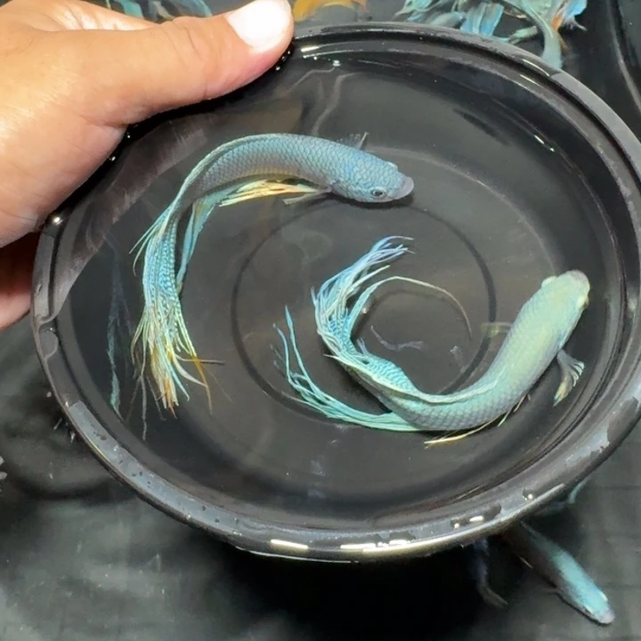 斗鱼直播间对图无纹蓝14