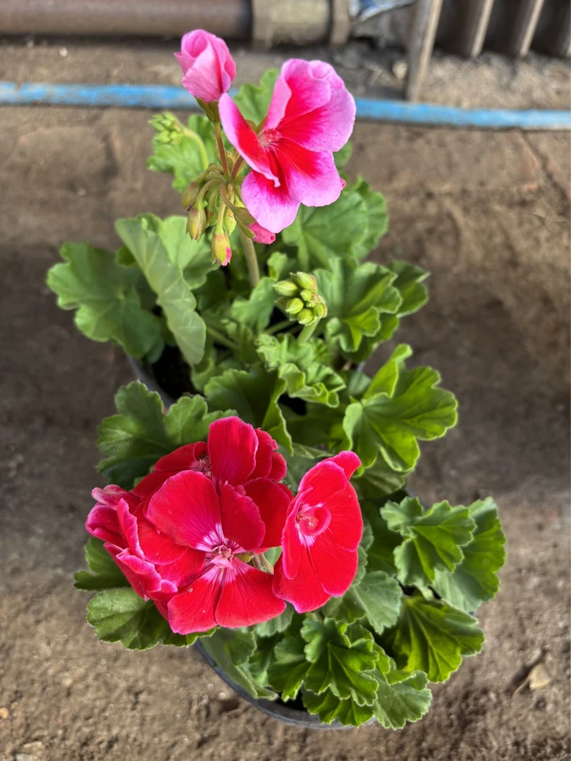 红宝石天竺葵一盆包邮到家