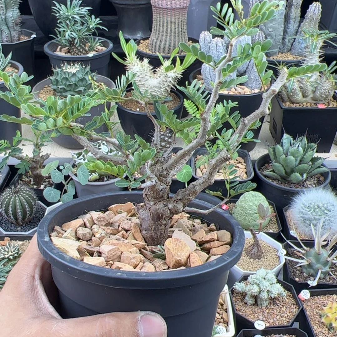 沙漠苏木实生一物一拍带盆发